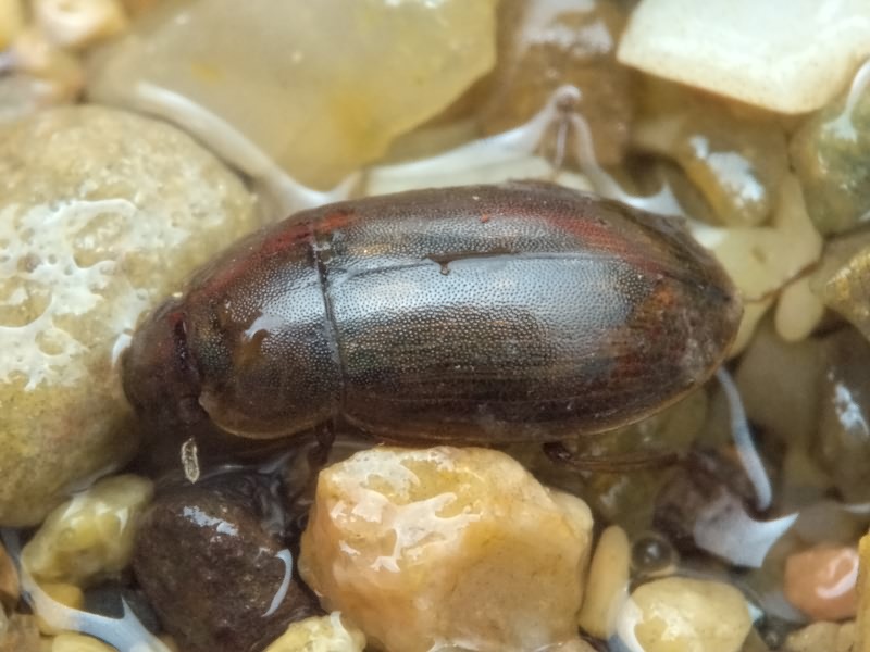 Helochares obscurus (O. F. Müller, 1776)